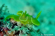 Noumea crocea-Liwutonkidi Island 2-16m-20180604-Denis-ADER-DSC_3925_tn